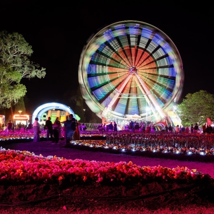 A photo of NightFest Floriade, showcasing the flower beds illuminated at night with the Ferris wheel in the background.